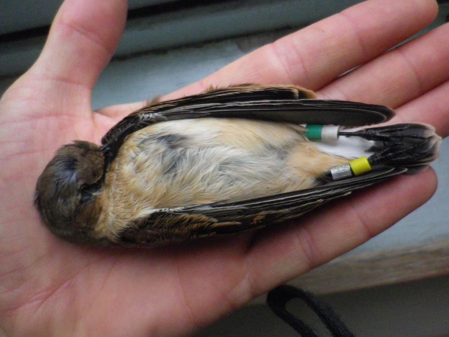 Oiseau marcheur hotsell